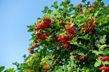 Bunches of viburnum berries growing on bush in garden