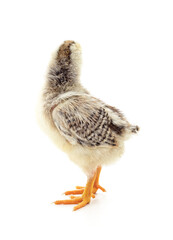Smalll chicken that turned away.