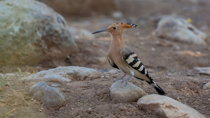 Eurasian Hoopoe.eurasian hoopoe standing on gray stone ( Upupa epops ) © photo
