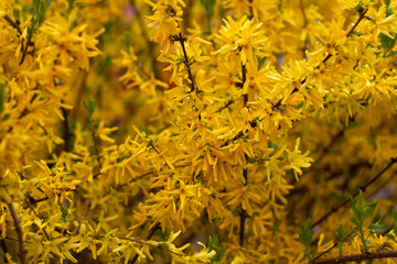 Forsythia Sunny flowers
