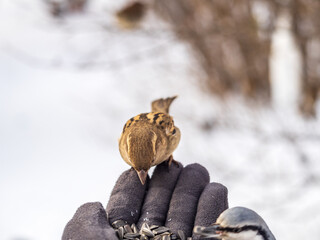 Sparrow eats seeds from a man's hand