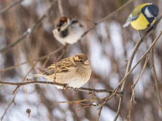 Two Sparrows sits on a branch without leaves.