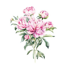 Watercolor peonies, spring flowers. Floral bouquet isolated on white background.