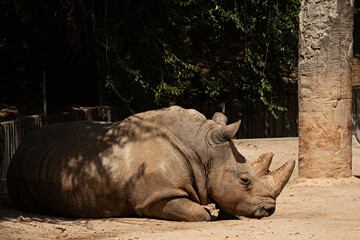 Fototapeta premium Rinoceronte tumbado en el zoológico.