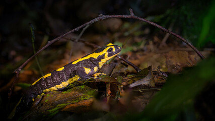 fire salamander