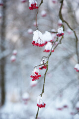 Red mountain ash in the frost in winter. Natural background