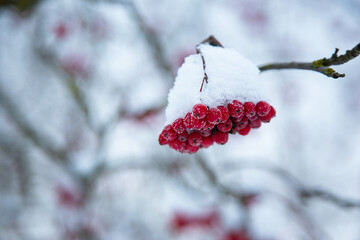 Red mountain ash in the frost in winter. Natural background
