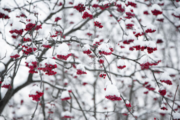 Red mountain ash in the frost in winter. Natural background