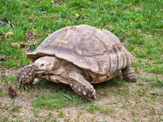 Giant Tortoise