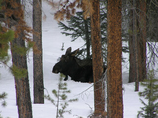 Moose in the woods in snow.