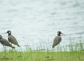 Red-Wattled Lapwing