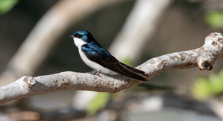 Swallow