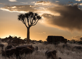 Quiver Tree in Namibia with a beautiful sunset