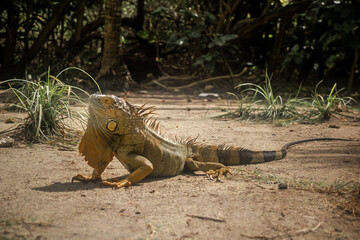 Iguana