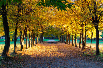 autumn tree lined avenue in the park