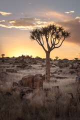 sunset in the Namibian desert with a Quiver Tree 