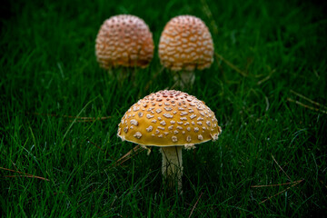 Three Mushrooms Growing in the Wild