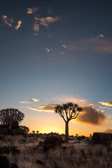 Sunset with Quiver Trees in Namibia