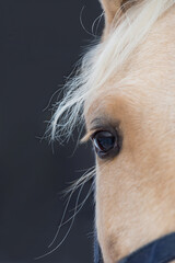 Close up of the white horse's eye. Long yellow mane on a dark background
