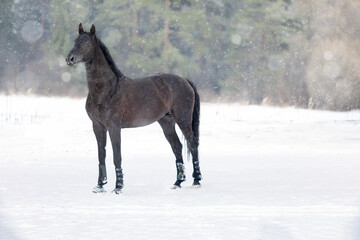 A chestnut young large stallion stands in a snowy field. The forest is in the background. Snowfall