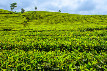 Borderless tea plantation on mountains slopes near Bandung , Indonesia