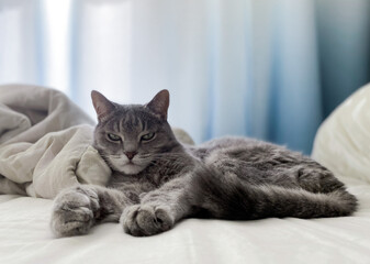 A beautiful gray cat is lying on the owner's bed, comfortably settled, with its paws outstretched