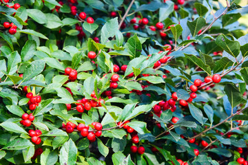 Red Berries on a Holly Bush in Full Bloom