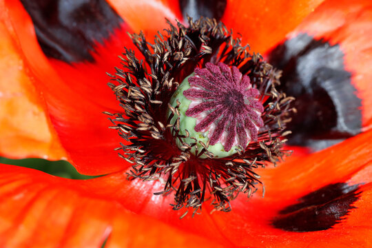 Close-up of red papaver orientale in the spring garden