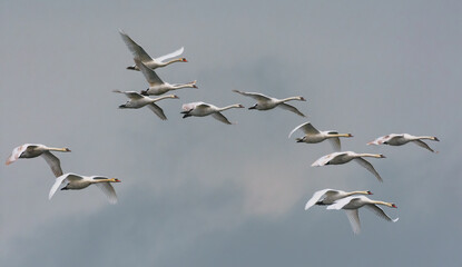 Big flock of mute swans (cygnus olor) flying together in cloudy sky 