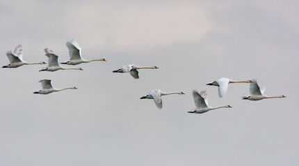 Large flock of mute swans (cygnus olor) flying together in cloudy sky 