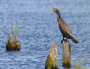 Great cormorant (Phalacrocorax carbo) posing on dry stump in blue water river