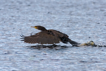 Great cormorant (Phalacrocorax carbo) heavy taking off from the water of small river