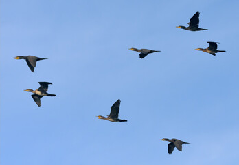 Large flock of Great cormorants (Phalacrocorax carbo) flying together in blue sky