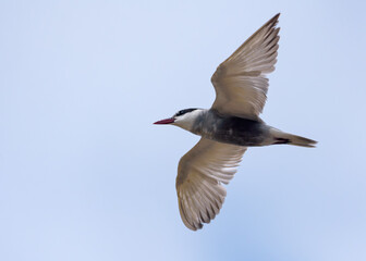 Whiskered tern (Chlidonias hybrida) hover in light white sky in search for food with wide spreaded wings 