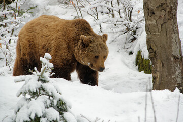 Brown Bear - Ursus arctos is large bear found across Eurasia and North America, in America are called grizzly bears, in Alaska is known as the Kodiak bear, brown bear on the white snow in winter.