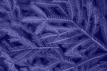 Beautiful natural pattern of pine branches. Color Of The Year 2022 - Very Peri