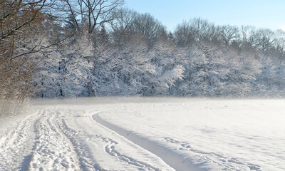 Obraz premium winter landscape forest and fields covered with snow 