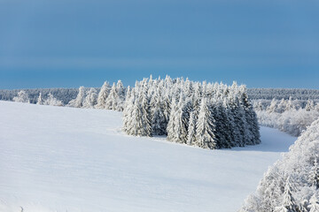 Winter fir trees