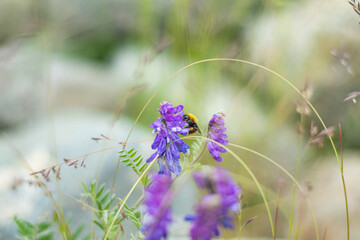 Isolated wild insect honey bee while sucking nectar from lavender flowers on natural background