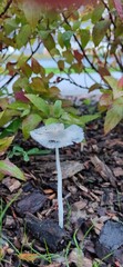 mushroom in the woods