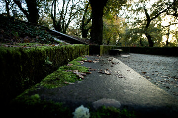 carretera, bosque, naturaleza, camino, árbol, árbol, aparcar, verde, paisaje, hojas, camino,...