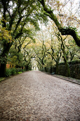 aparcar, árbol, carretera, árbol, naturaleza, camino, bosque, paisaje, primavera, césped,...