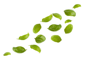 Levitating basil on a white background. Basil leaves on white background