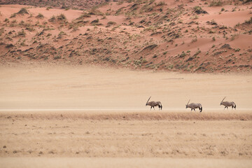 Gemsbok / Oryx walking in single file in the Namib Naukluft National Park / desert in Namibia