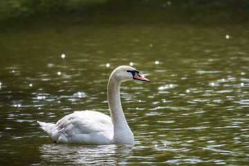 A graceful white swan swimming on a lake with dark green water. The white swan is reflected in the water