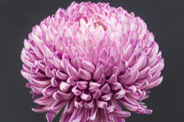 Lush Purple Chrysanthemum Flower close-up
