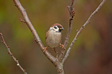 Morning stretching of a field sparrow on the branches of an autumn tree