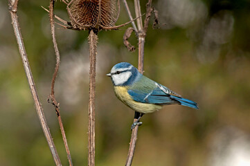 Blue tit on the sunny stems of the wild teasel in the meadow.