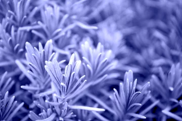 Acrylic prints Pantone 2022 very peri selective focus on background of fresh lavender sprigs, very peri color of the year 2022, tinted