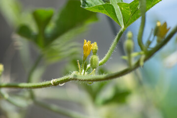 Maxixe (Cucumis anguria) among its leaves organically grown in the city of Rio de Janeiro, Brazil.